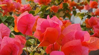 Top 5 Bougainvillea Tips [upl. by Elocen]