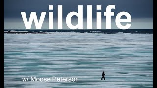 Wildlife Photo Review with MOOSE PETERSON [upl. by Nnaycnan]