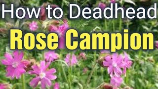 How to Grow and Deadhead Silene Lychnis Coronaria  Rose Campion  Gardening for Beginners [upl. by Vtehsta303]