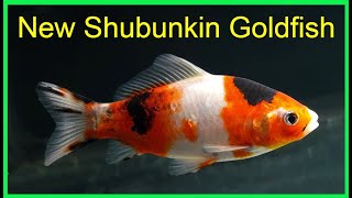 New AAA Show Quality Shubunkin Goldfish [upl. by Tatman]