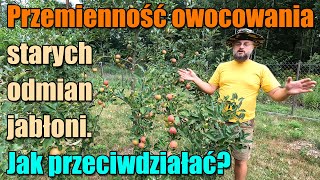 Stare odmiany jabłoni Owocowanie przemienne Czym jest Jak uniknąć Jabłoń owocuje co 2 lata [upl. by Gnilrac759]