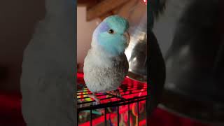 Talking Parrotlet Bluno Starz clear speaking with several phrases [upl. by Weingarten]