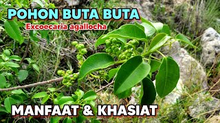 MANFAAT POHON BUTA BUTA ‼️ Excoecaria agallocha pohonbutabuta bakau buta  bakau susu  kayu buta [upl. by Belanger]