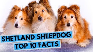 Shetland Sheepdog  TOP 10 Interesting Facts [upl. by Dnumsed934]