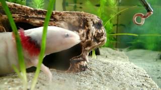 Axolotls Feeding on Earthworms Ambystoma mexicanum  Axolotl Fütterung [upl. by Cinnamon]