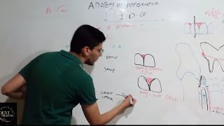 Anatomy of periodontium 1 periodontology [upl. by Kirsten370]