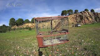 LINNET Singing in a Cage  Jarilla [upl. by Aihtnys]