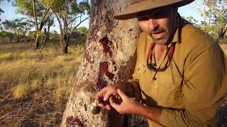 Natural Curiosity  Bloodwood Tree Bandaids [upl. by Llednew]