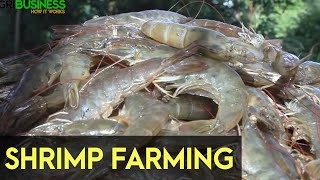 Shrimp Farming in the Philippines [upl. by Glaser]