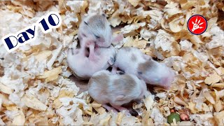 Roborovski Dwarf Hamster Babies Growing Up  Hamster Survival 🐹37 [upl. by Saltzman]