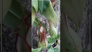 Planta Carnívora Nepenthes alata [upl. by Annav]