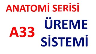 Üreme Sistemi Genital Sistem Anatomisi  Anatomi Serisi A33 [upl. by Ellahcim]