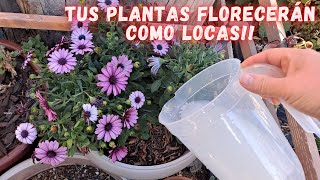 3 FERTILIZANTES ORGANICOS que le APLICO a MIS PLANTAS y ESTAN LLENAS de FLORES  Abono casero [upl. by Derdlim16]