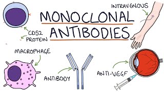 Monoclonal and polyclonal antibody differences   Monoclonal vs Polyclonal antibody [upl. by Sumedocin545]