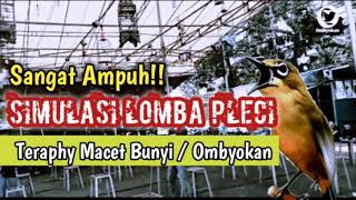 Simulasi lomba pleci pancingan pleci buka paruh  New Zosterops therapy [upl. by Yehus]