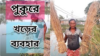 Natural Fish Feed Zooplankton Culture  Use of Straw in the Fish Pond in Bengali [upl. by Hardej]