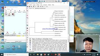 Basic Molecular Phylogenetics Lab part 2 [upl. by Annaoj]