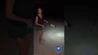 Stella playing with a 🦀 on the beach maryburke themaryburke [upl. by Ailime786]