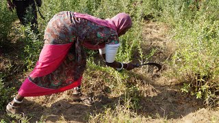 Henna Plants Cutting  Farmers Cutting Henna Lawsonia Inermis Leaves [upl. by Whipple]