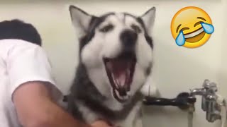 Husky SCREAMING before getting a BATH [upl. by Jared]