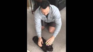 Deactivating a Cat  How to Video [upl. by Knick]