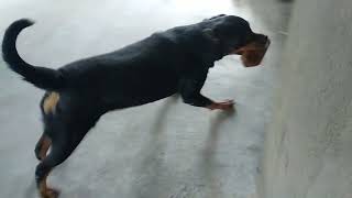 Angry Rottweiler Viral Video ll viral viralvideo rottweiler [upl. by Ransell706]