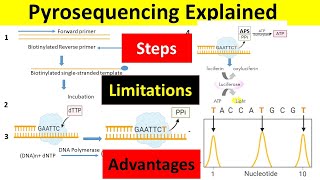 Pyrosequencing Principle Steps Advantages amp Limitations  Pyrosequencing Method of DNA Sequencing [upl. by Georgetta]