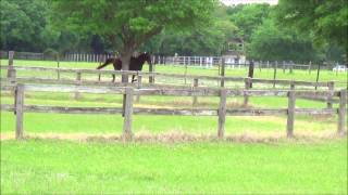 Gaited Horses Race Gallop Tennessee Walker Races Missouri Foxtrotter [upl. by Lemyt]