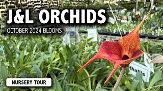 JampL Orchids Nursery Tour In October  Miniature Orchids and Rare Species in Bloom [upl. by Nyra]