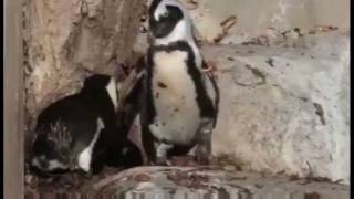 Gay Penguins at Toronto Zoo Being Split Up [upl. by Wiatt]