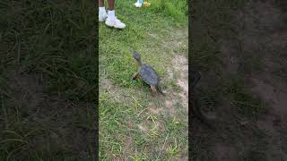 Chelydra SerpentinaCommon Snapping turtles 2 at once feed [upl. by Hau]