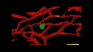 Paracellular Transendothelial Migration [upl. by Russia1]