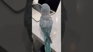 Someone has something exciting to share parrot birds rescue quakerparrot [upl. by Eivad804]