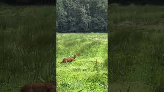 Deer jumps away [upl. by Ilrak]