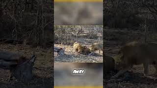 Lions Unleash Fury Wild Encounters with Dogs and Hyenas [upl. by Dumanian]