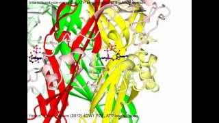 P2X purinergic receptor with sound [upl. by Farmelo]