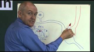 Pain 5 Analgesic pathways [upl. by Darline]