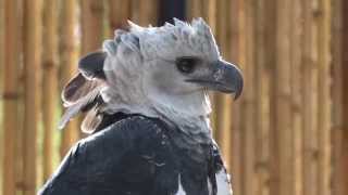 Harpia  Gaviãoreal  Harpy Eagle  Harpia harpyja [upl. by Yellas]