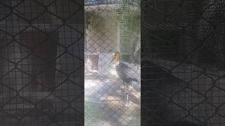 Bird wreathed hornbill 🪶 II Artanimation II [upl. by Enorej]