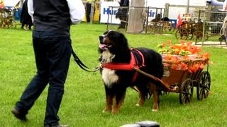 Bernese mountain dogs pulling carts at the Royal county of Berkshire Show 2013 [upl. by Mozart573]