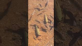 🤣 TRAÍRA CUIDANDO DO REBANHO 🤣 pesca pescaria traira trairas tilapia [upl. by Fredie]