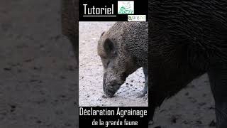 Tutoriel daccompagnement pour la réalisation de la déclaration dagrainage de la grande faune [upl. by Airamzul]