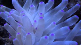 Condylactis gigantea Gigant sea anemone [upl. by Cornelle]