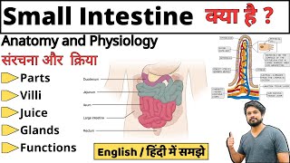 Small Intestine छोटी आंत  Parts  Duodenum jejunum ileum  Bowel Anatomy and Physiology [upl. by Naivart]