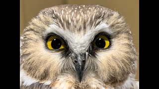 Tiny Travelers Sawwhet Owls of Maryland [upl. by Patton]