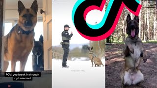 Most Dangerous Malinois TikTok Compilation  Dogs Of TikTok [upl. by Naamana124]