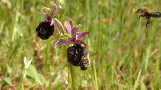 Ophrys pollination Ophrys bertolonii con Megachile parietina [upl. by Miranda]