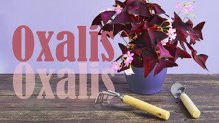 HOW to PROPAGATE OXALIS Triangularis by dividing  Watering tips [upl. by Ennazor]