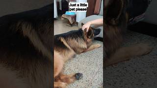 My German Shepherd pleads for pettings❤️germanshepherd dogcute [upl. by Krystin484]