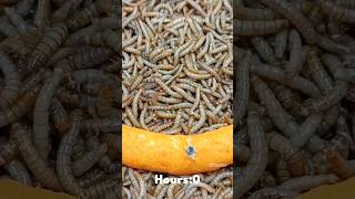 Mealworms Vs Cheetos timelapse mealworms insects food wormlapse insects fruit shorts funny [upl. by Normak]